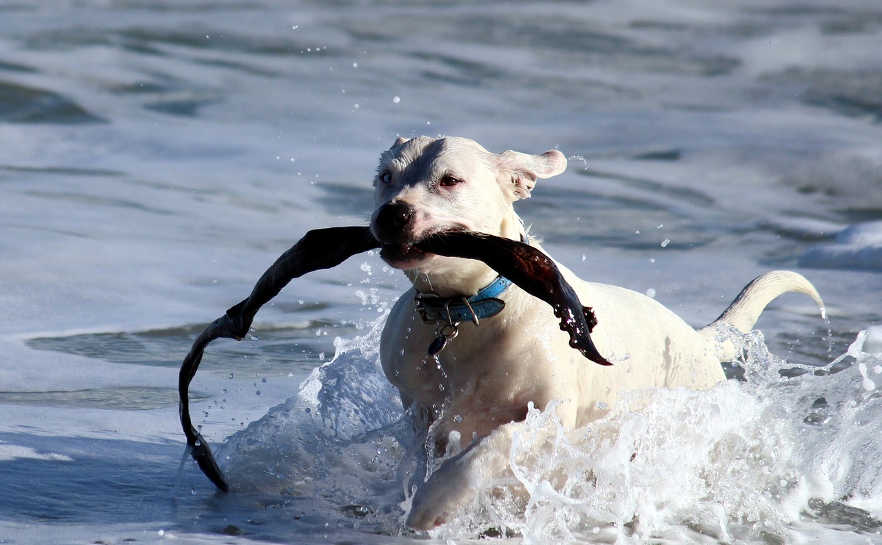 How to Teach Your Dog to Skateboard